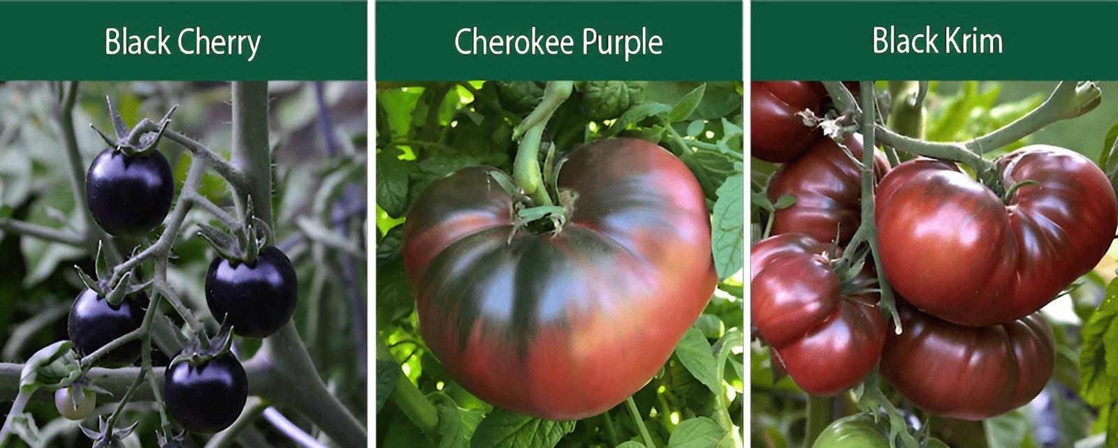 black cherry cherokee purple black krim indeterminate tomatoes
